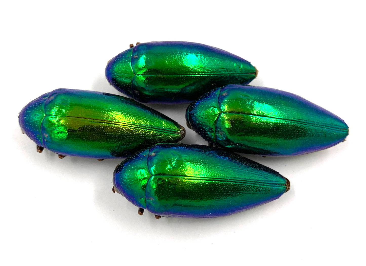 Jewel Beetle Taxidermy Elytra Natural WHOLE Beetles (GREEN 5)