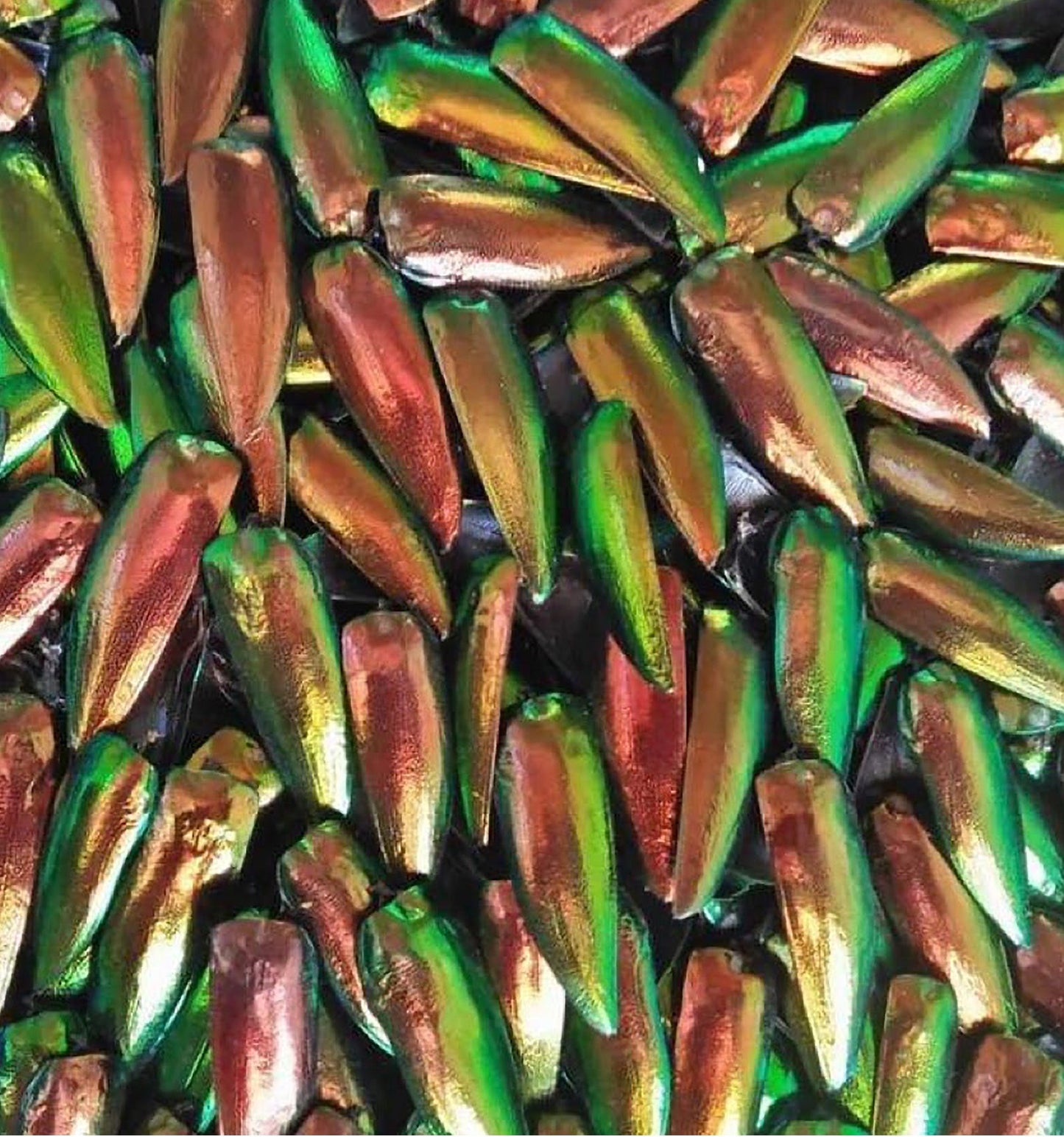 Jewel Beetle Wings DRILLED with HOLE 100 Pcs Natural Wings - REDDISH Green TOP 1