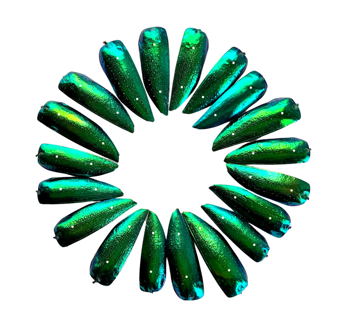 Jewel Beetle Wings DRILLED with HOLE 100 Pcs Natural Wings - Green 2holes A