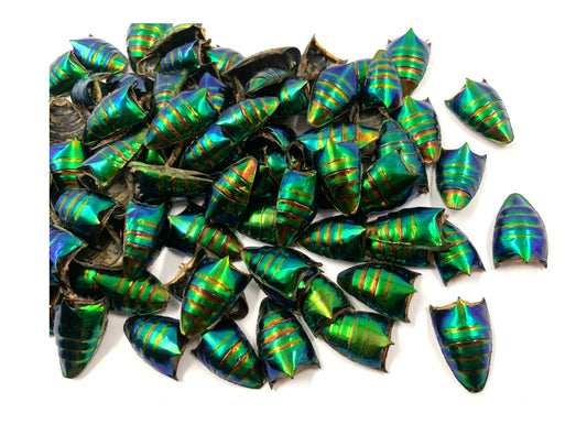 Jewel Beetle Elytra Natural Wings for Art Craft Sculpture design (100 BELLY )