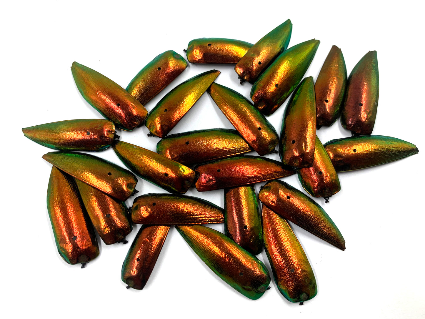 Jewel Beetle Wings DRILLED with HOLE 100 Pcs Natural Wings - REDDISH Green TOP 2