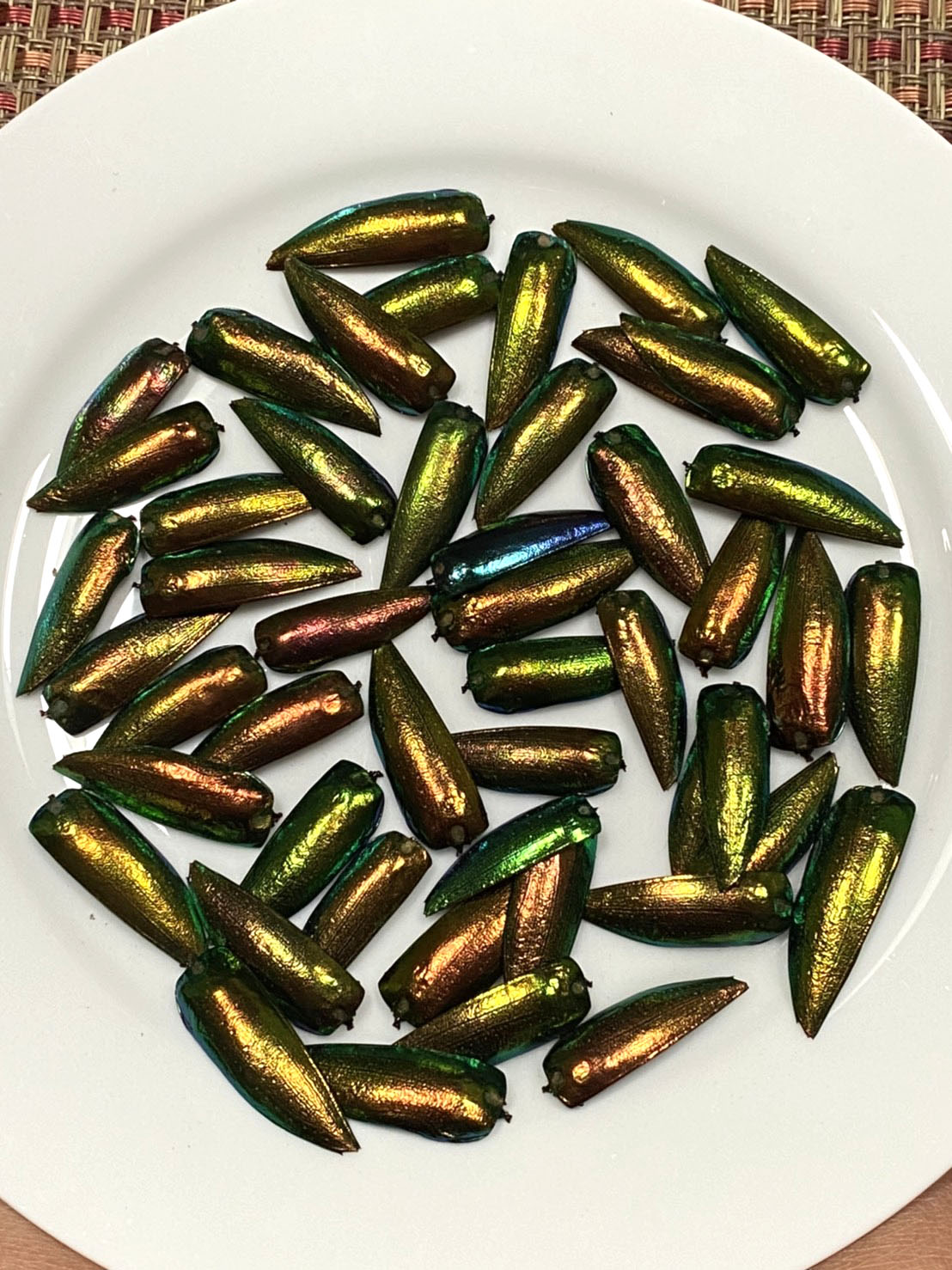 Jewel Beetles Wings UNDRILLED NO-HOLE 100 Pcs Natural Wings - Special RARE Color