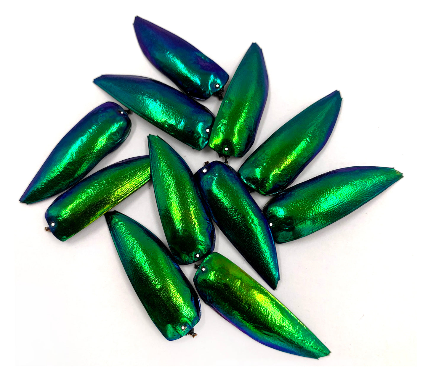 Jewel Beetle Wings DRILL with HOLE 100 Pcs Natural Wings - Green TOP 1