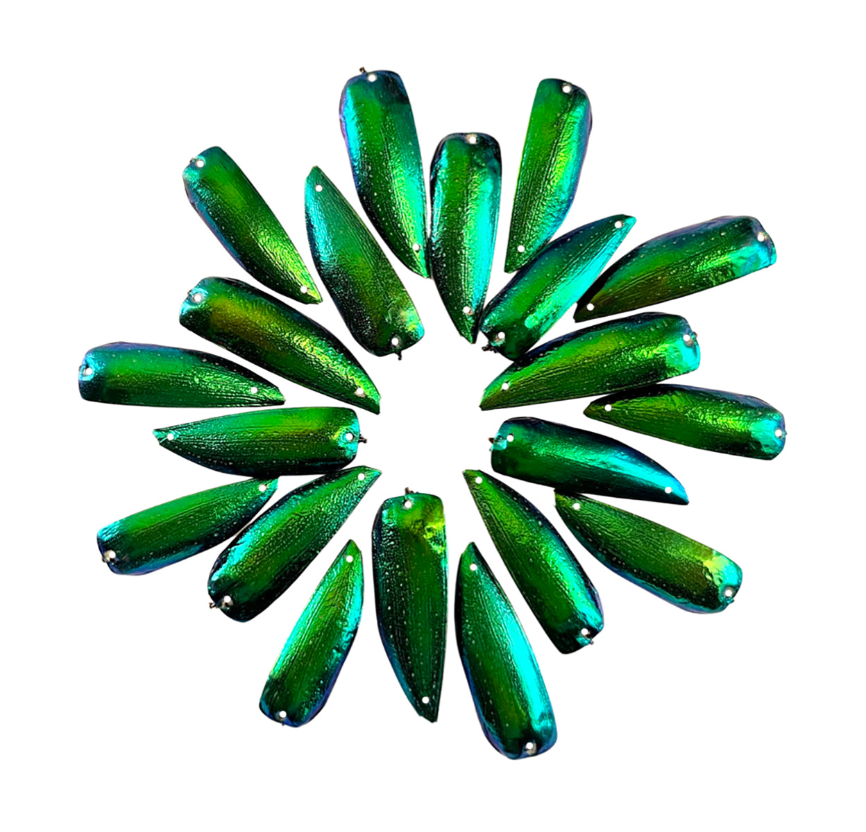 Jewel Beetle Wings DRILLED with HOLE 100 Pcs Natural Wings - Green 2holes B