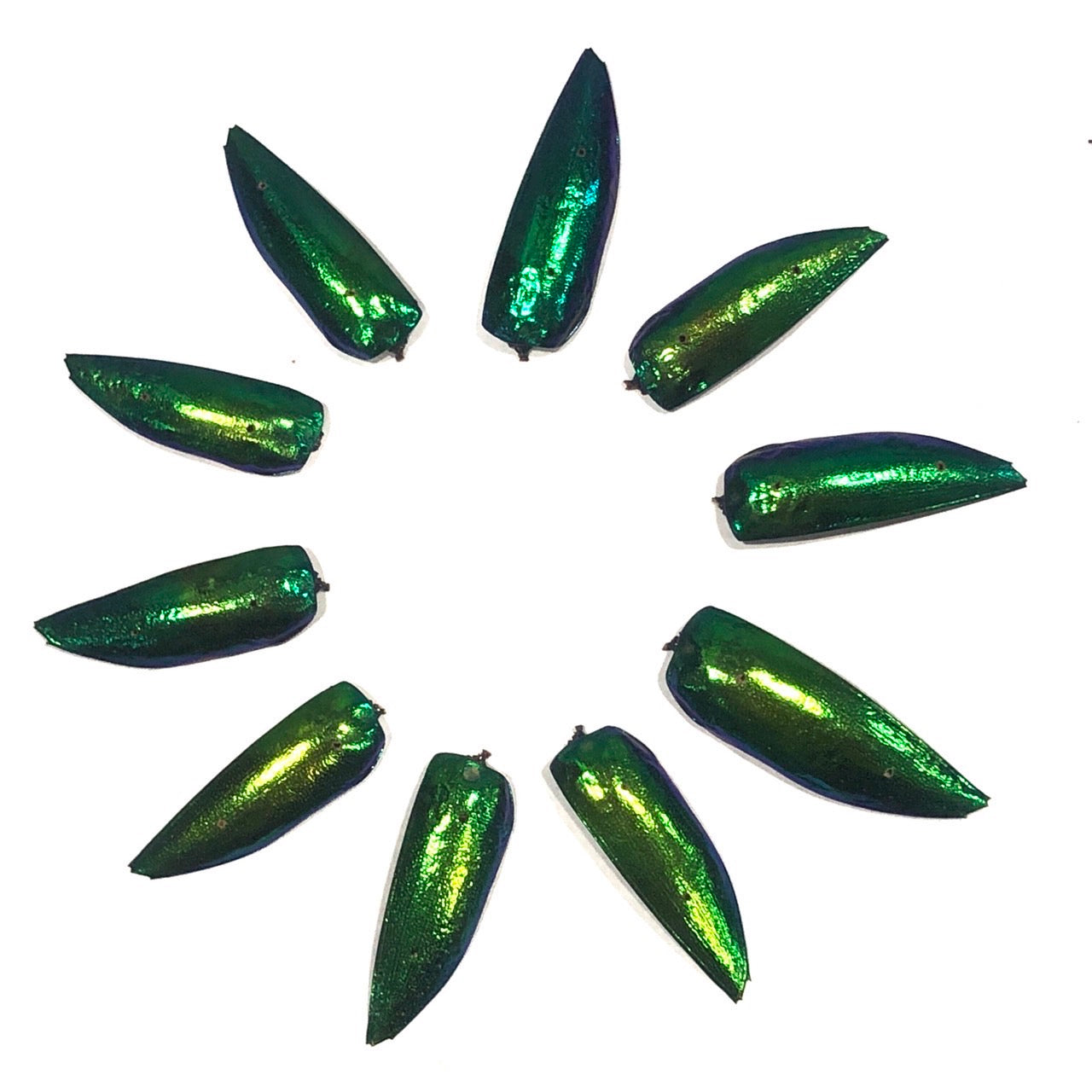 Jewel Beetle Wings DRILLED with HOLE 100 Pcs Natural Wings - Green 2holes A