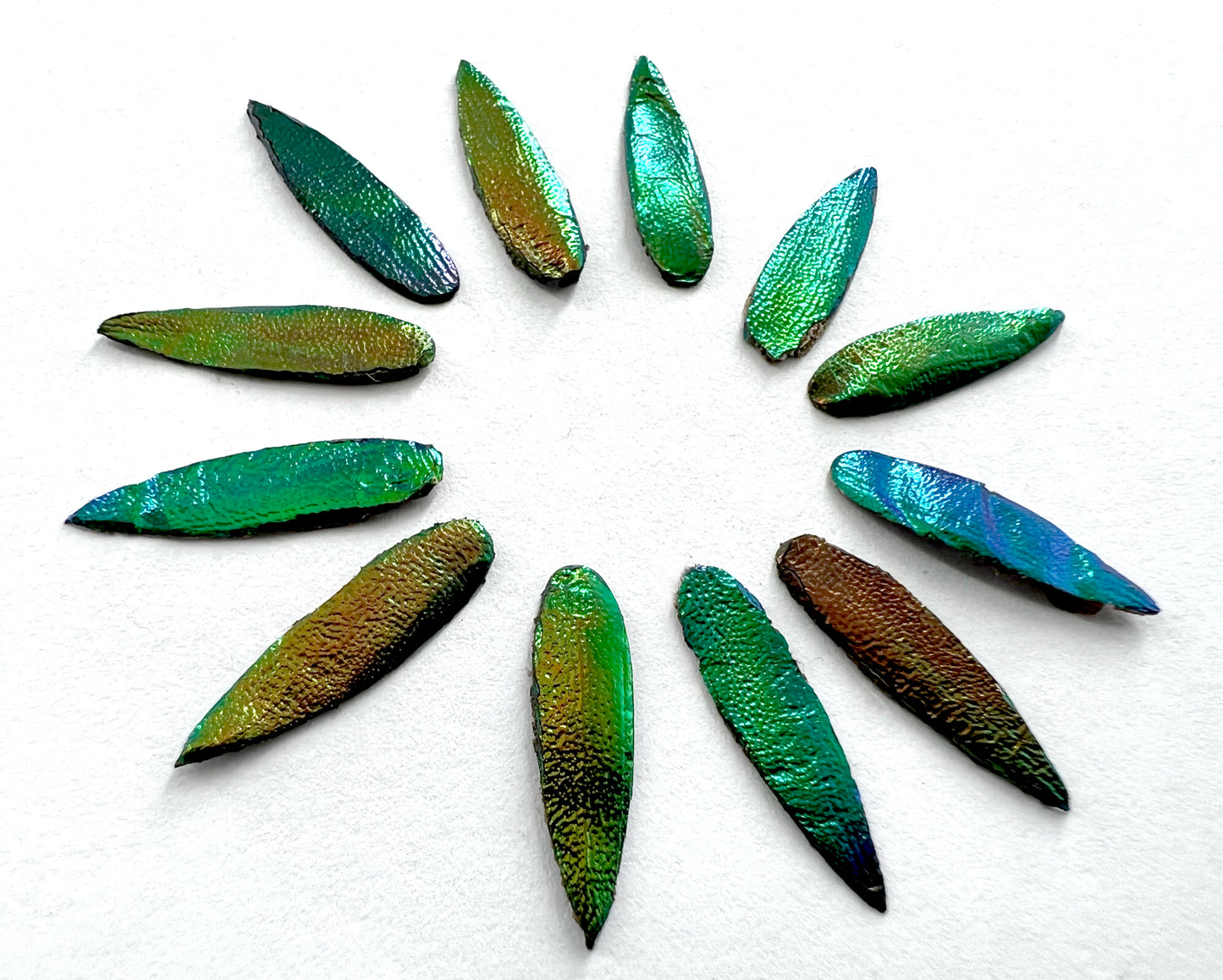 Jewel Beetles Wings UNDRILLED NO-HOLE 100 Pcs for Art & Craft (Tile Spear 1 X 2 CM)
