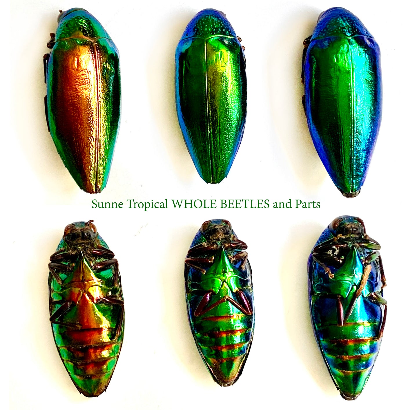 Jewel Beetle Taxidermy Elytra Natural WHOLE Beetles (RED 5)