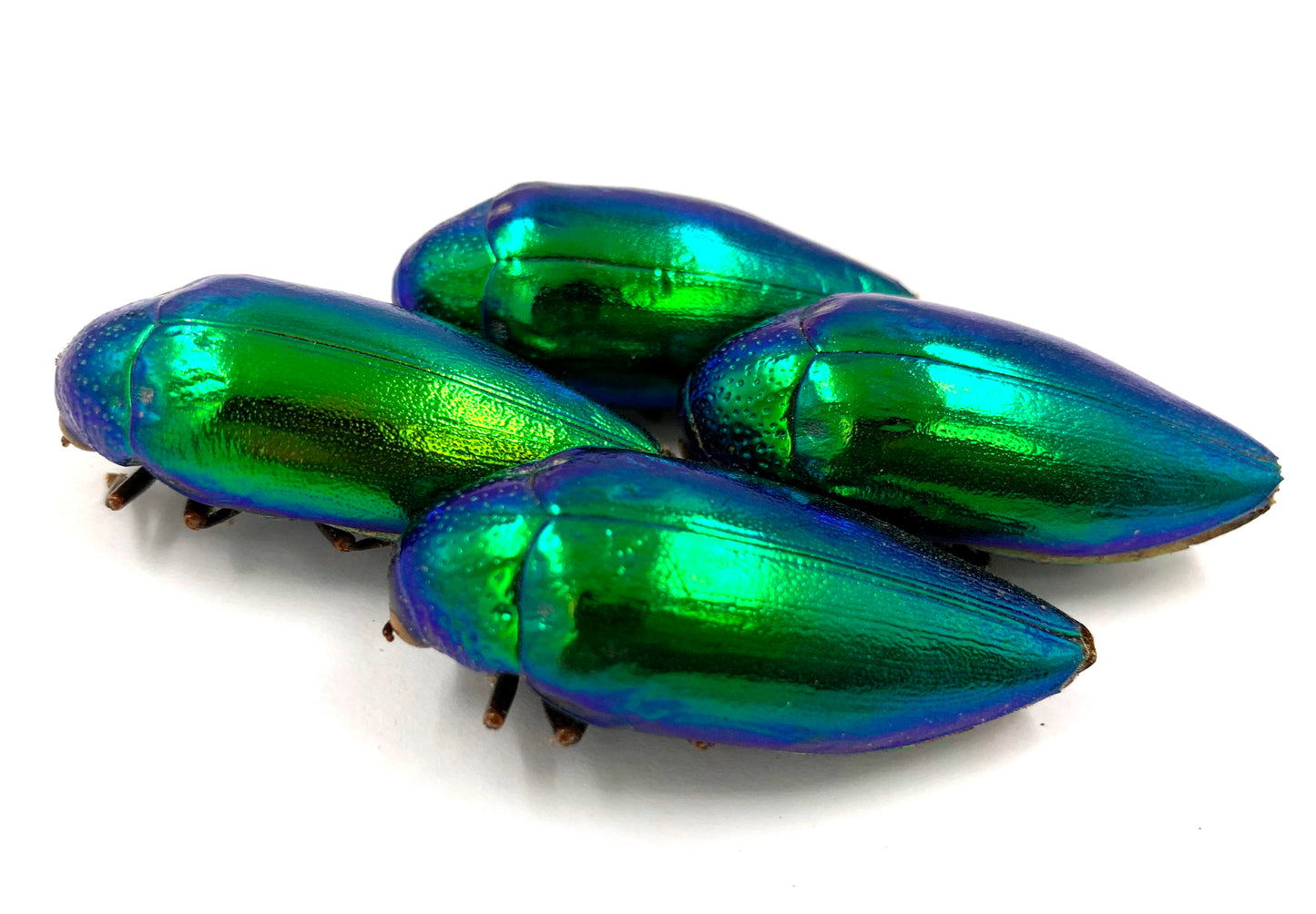 Jewel Beetle Taxidermy Elytra Natural WHOLE Beetles (GREEN 5)