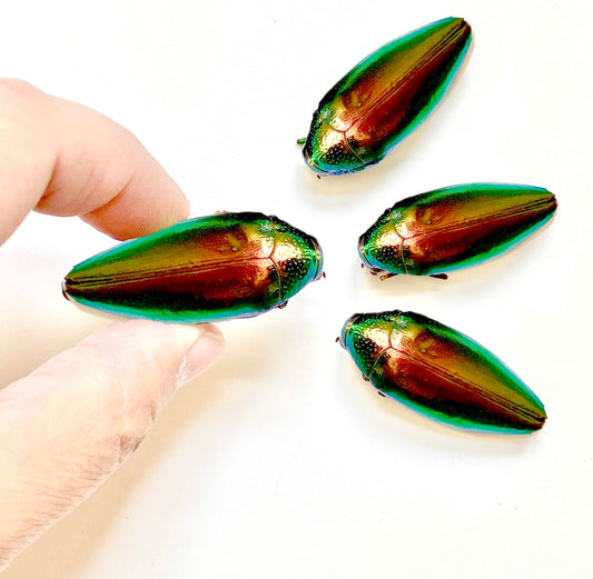 Jewel Beetle Taxidermy Elytra Natural WHOLE Beetles (RED 5)