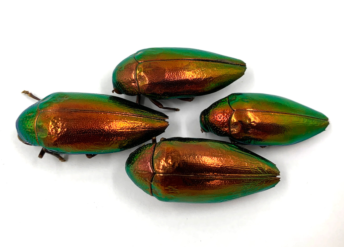 Jewel Beetle Taxidermy Elytra Natural WHOLE Beetles (RED 5)
