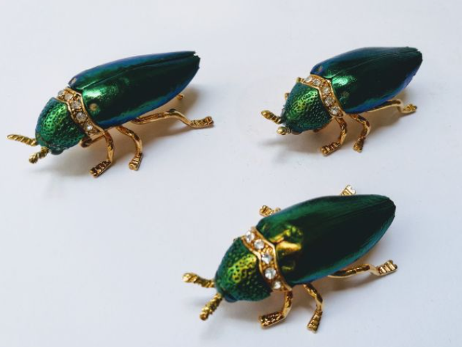 Jewel Beetle Elytra Natural Wings for Art Craft Sculpture design (100 HEAD and NECK)