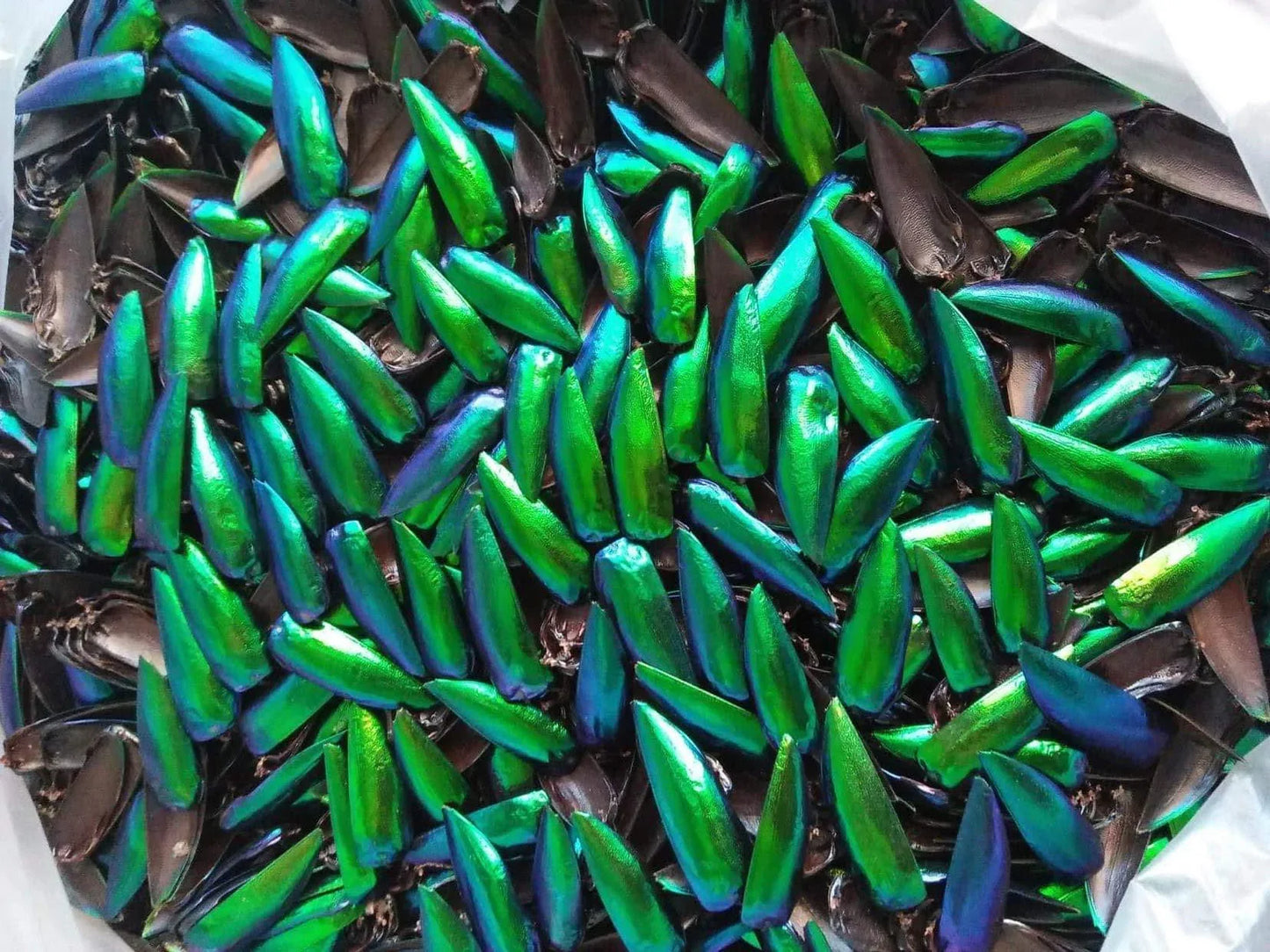 Jewel Beetle Wings UNDRILLED NO-HOLE Taxidermy Beads (100 Wings)