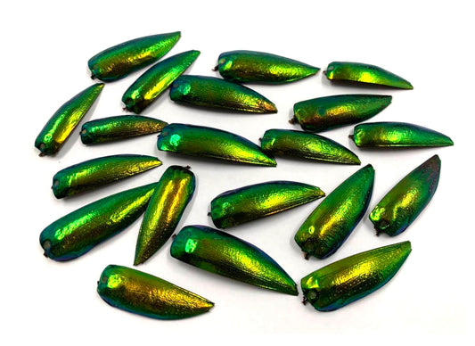 Jewel Beetle Wings UNDRILLED NO-HOLE 100 Pcs Natural Wings - YELLOWISH Green
